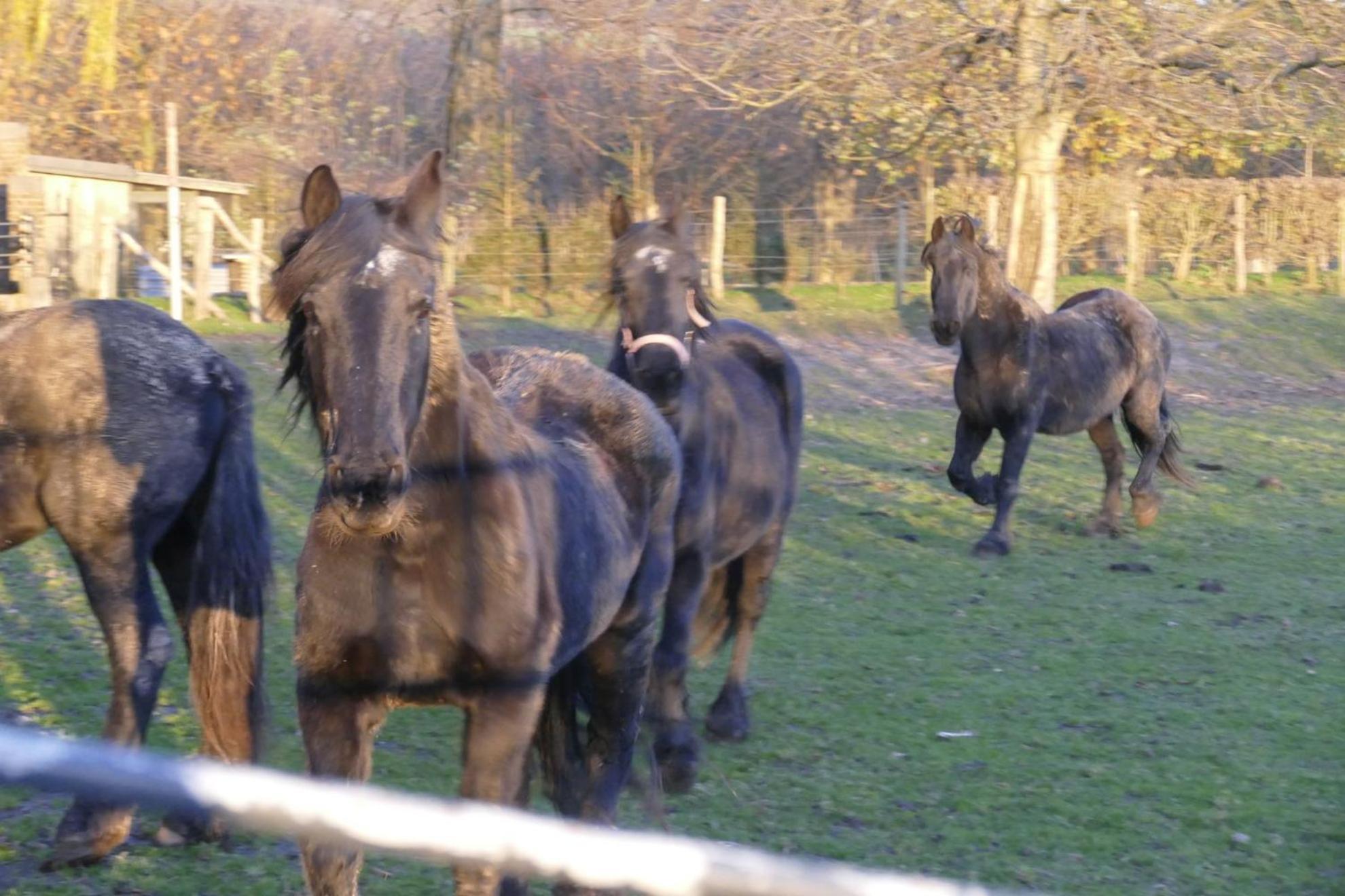 Meschermolen, Overnachten In De Schuur Eijsden Exterior foto